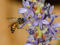 Bee4.jpg