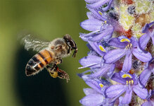 Bee5.jpg