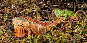Iguanas2.jpg