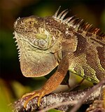 Iguanas3.jpg