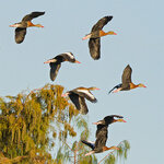 Ducks1.jpg