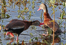 Ducks2.jpg