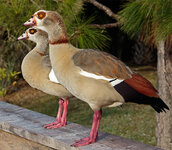 Geese1.jpg