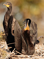 Cormorant1.jpg