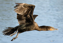 Cormorant2.jpg