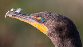Cormorant3.jpg