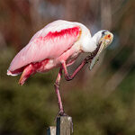 Spoonbill1.jpg