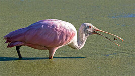 Spoonbill2.jpg