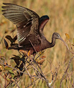 GlossyIbis.jpg