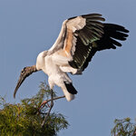 Stork1.jpg