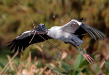 Stork2.jpg