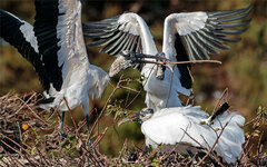 Stork3.jpg