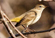 PalmWarbler1.jpg