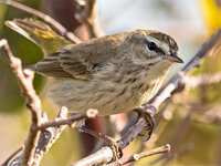PalmWarbler2.jpg