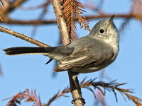 GnatCatcher1.jpg