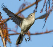 GnatCatcher2.jpg