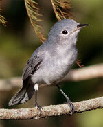 GnatCatcher3.jpg