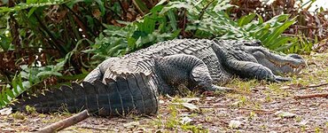 Gator1.jpg