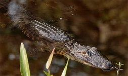 Gator2.jpg
