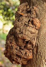 Burl.jpg