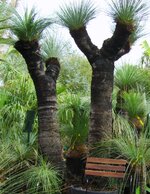 Black Boy or Grass Tree.jpg