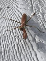 Praying Mantis.jpg