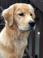 Willow 10 months.jpg