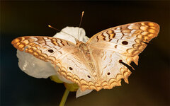 Butterfly.jpg