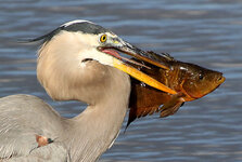 HappyBirdSadFish.jpg