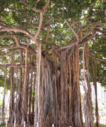 Puzzle2 Tree.jpg