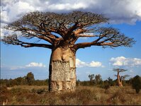 photo 1 arbre Baobab.JPG
