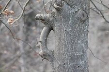 handle tree.jpg