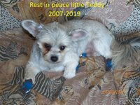 RIP-Teddy 3-19 1245pm.jpg