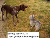 RIP Teddy and Zac.jpg