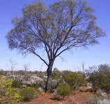 grevillea_striata-01-large.jpg