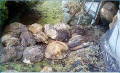 yellow cedar burls1.JPG