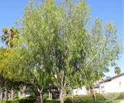 geijera-parviflora-tree-3-small.jpg