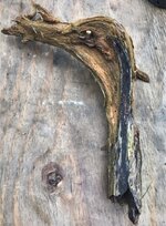 Duck Root.jpg