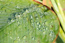 WetLeaf_800.jpg