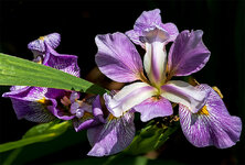 Iris1.jpg