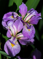 Iris2.jpg