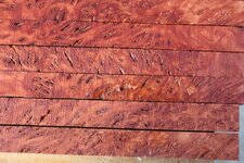 1 jarrah2.jpg