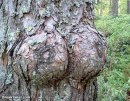 Special burl.jpg