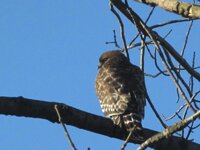 IMG_0132.jpg