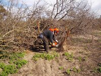 Cutting & loading the Almond trunks 001.jpg