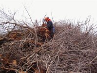 Almond trees after piled up 23-6-08 019.jpg