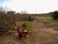 Cutting & loading the Almond trunks 023.jpg