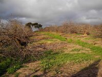 Cutting & loading the Almond trunks 028.jpg