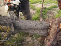 Cutting & loading the Almond trunks 025.jpg