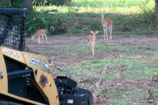 Deer-02_web.jpg